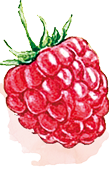 Fruit image